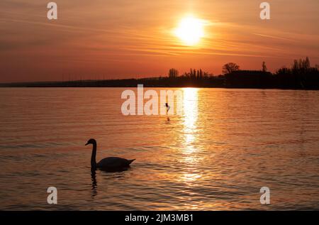 Landschaft mit einem schönen Sonnenuntergang am Plattensee - Ungarn, Himmel, Natur, Schwan Stockfoto