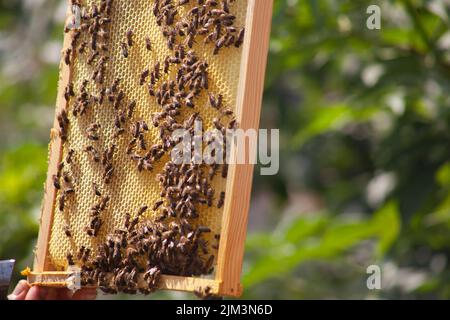 Rahmen mit Waben und Bienen, selektiver Fokus der Bienen auf Waben aus Bienenhaus. Stockfoto