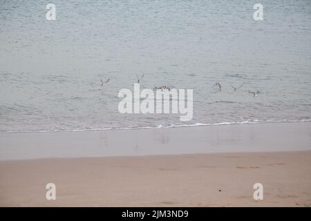 Vögel auf Sand mit Meeresbrandung planschen Stockfoto