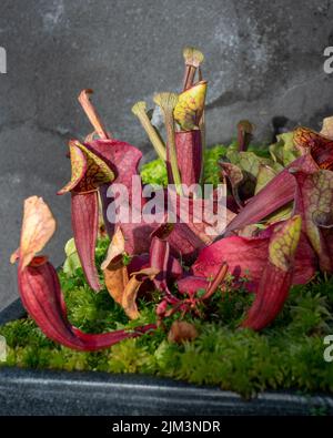 Ein Haufen Sarracenia purpurea (purpurne Krug-Pflanze) in Glasgow Botanics, Schottland Stockfoto