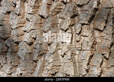 Eine Nahaufnahme von Populus alba Baumrinde, alt Stockfoto