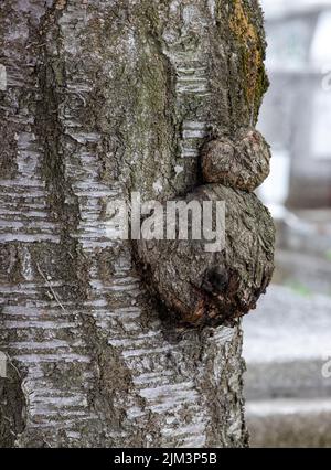 Eine Nahaufnahme mit einem Auswuchs am Stamm eines Baumes, Tumors, Waldes Stockfoto