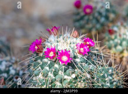 Eine Nahaufnahme mit einem blühenden Mammillaria haageana Kaktus, Dornen, rot, tropisch Stockfoto