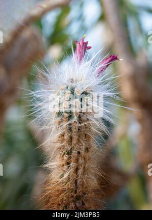 Eine Nahaufnahme eines Pilosocereus leucocephalus Kaktus, tropisch, natürlich Stockfoto