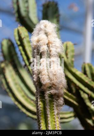 Eine Nahaufnahme eines Pilosocereus leucocephalus Kaktus, grün, Natur Stockfoto