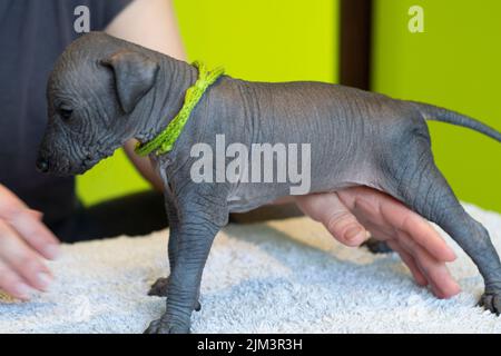 Ein Welpe Xoloitzcuintle, eine von mehreren Rassen von haarlosen Hund Stockfoto