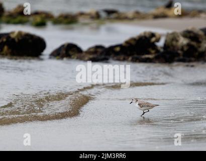 Nahaufnahme eines am wenigsten sandpiper Vogels oder calidris minutilla auf der Suche nach Nahrung im Sand. Stockfoto