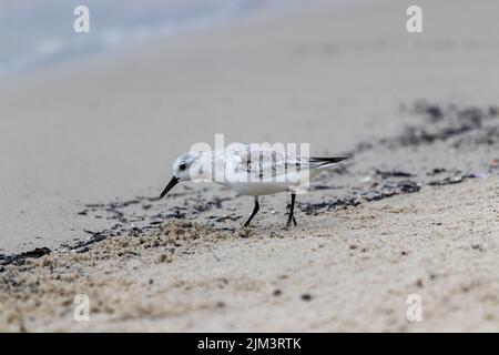 Nahaufnahme eines am wenigsten sandpiper Vogels oder calidris minutilla auf der Suche nach Nahrung im Sand. Stockfoto