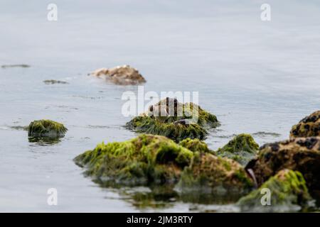 Eine willet (Tringa semipalmata), die auf moosigen Felsen an der Küste thront Stockfoto