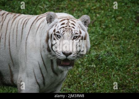 Ein Porträt eines weißen Tigers, einer leukistischen Pigmentvariante des bengalischen Tigers Stockfoto