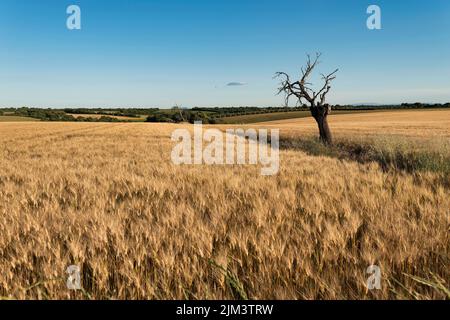 Weizenfeld in der Provence Frankreich Stockfoto