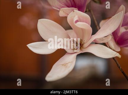 Nahaufnahme einer rosa Magnolienblüte, die tagsüber blüht, mit verschwommenem Hintergrund Stockfoto