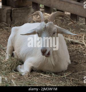 Eine weiße Ziege mit Hörnern, die auf dem Boden auf einem Bauernhof liegt Stockfoto