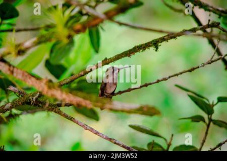 Ein weiblicher rubenockender Vogel, der in einem Baum im Wald sitzt Stockfoto