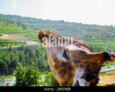 Nahaufnahme eines nördlichen Giraffenkopfes mit grünen Hügeln und hellem Himmel im Hintergrund Stockfoto