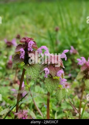 Eine vertikale Aufnahme des Lamium pureum, bekannt als rote Totennessel oder purpurner Erzengel Stockfoto