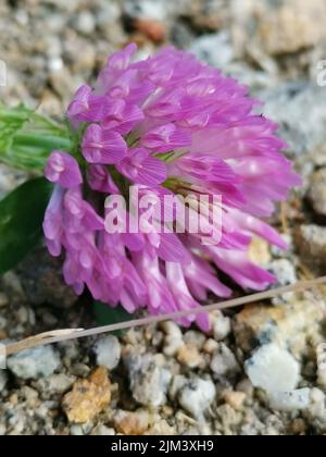 Eine Nahaufnahme einer Kleeblatt- oder Trefoil-Blume Stockfoto