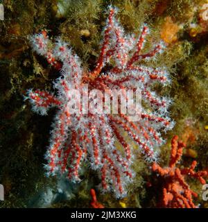 Wertvolle Korallen oder Rote Korallen (Corallium rubrum) im Mittelmeer Stockfoto