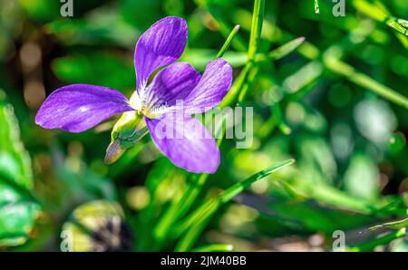 Eine Nahaufnahme von Viola pedatifida, bekannt als Prärieviolett, Krähenfußviolett. Geringer Fokus. Stockfoto