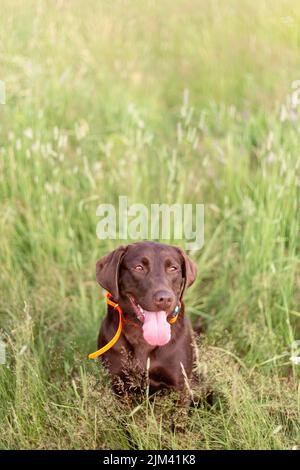 Eine Nahaufnahme eines Chocolate Labrador Hundes, der an einem sonnigen Tag auf dem Gras im Park liegt, mit verschwommenem Hintergrund Stockfoto