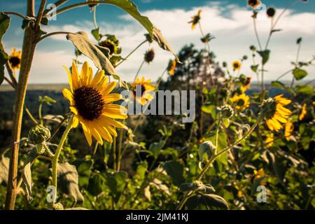 Eine Nahaufnahme von wunderschönen Sonnenblumen, die auf einem Feld in Nebraska wachsen, umgeben von üppigem Grün unter einem bewölkten Himmel Stockfoto