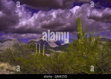 DIE SANTA CATALINA BERGKETTE IN DER NÄHE VON TUSCON ARIZONA MIT SICH BEWEGENDEN STURMWOLKEN UND CASTUS IM VERSCHWOMMENEN VORDERGRUND Stockfoto