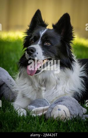 Eine selektive Fokusaufnahme von Border Collie, die auf grünem Gras liegt Stockfoto