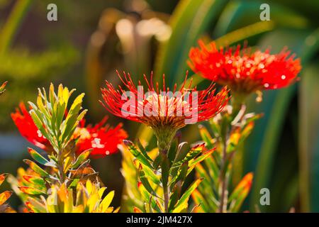 Eine Nahaufnahme von blühenden roten Pohutukawa-Blumen Stockfoto