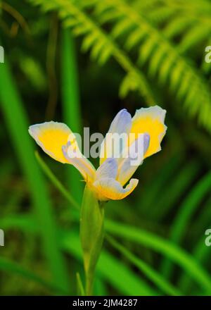 Eine vertikale Nahaufnahme einer leuchtend gelben Irisblume Stockfoto