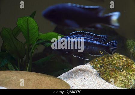 Pseudotropheus cyaneorhabdos männlich, Maigano Stockfoto