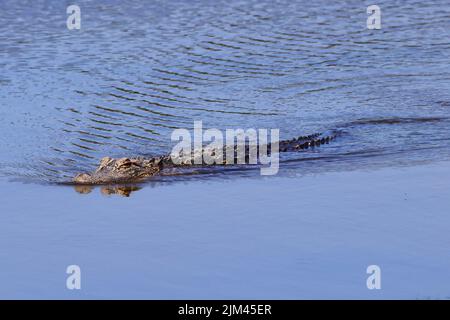 Der amerikanische Alligator im Fluss. Alligator mississippiensis. Stockfoto