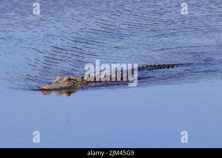 Der amerikanische Alligator im Fluss. Alligator mississippiensis. Stockfoto