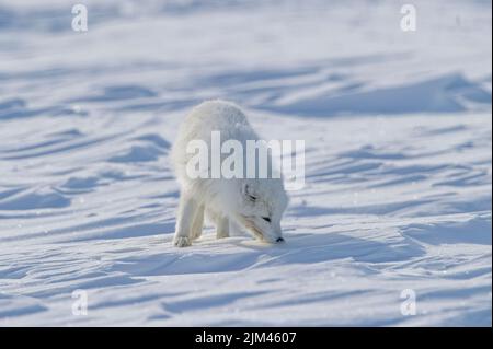 Ein weiblicher arktischer Fuchsfuchs, der im Winter bei Tageslicht auf dem Boden schnüffelt Stockfoto