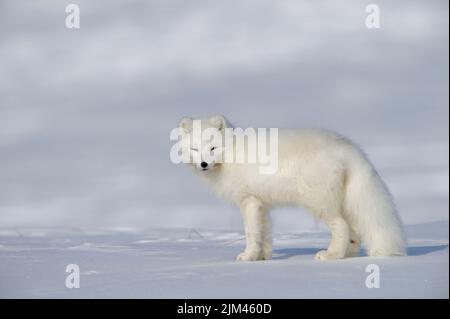 Weiblicher Polarfuchs, der im Winter so breitseitig steht Stockfoto