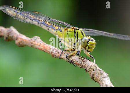 Große grüne Libelle weibliche grüne Schnecke (Ophiogomphus cecilia) auf einem trockenen Zweig Stockfoto