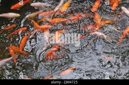 Koi Karp in einem Teich, beschäftigt während der Fütterungszeit, viele Fische Stockfoto