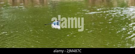 Eine eurasische Elster, Pica pica, Vogel, der im Frühling unter einem See fliegt Stockfoto