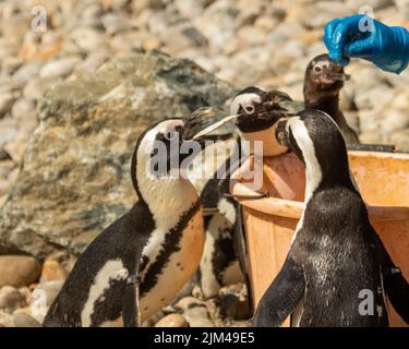 4 hungrige Jackass-Pinguine, Spheniscus demersus, die von anonymer, blau gebliebener Hand mit Fischen gefüttert werden Stockfoto
