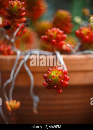 Eine vertikale Nahaufnahme von Sedum rubrotinctum, allgemein bekannt als Gelee-Bohnen, Gelee-Bohnenpflanze. Stockfoto