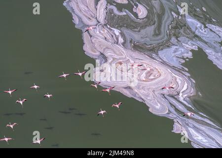 Eine Luftaufnahme der Flamboyance von Flamingos, die über dem Soda-See fliegen Stockfoto