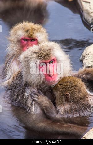 Eine vertikale Aufnahme von wilden Makaken, die in einem Teich schwimmen Stockfoto