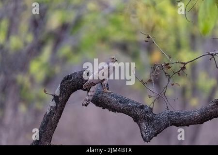 Ein besra-Sperber in einem Baum in Indien, Accipiter virgatus, Greifvögel Stockfoto