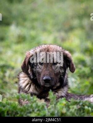 Ein illyrischer Schäferhund, der auf dem Rasen liegt Stockfoto