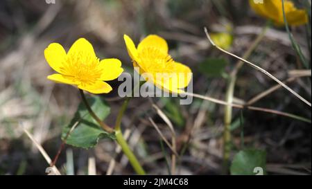 Eine Nahaufnahme der wachsenden schönen gelben Sumpfblumen in verschwommenem Hintergrund Stockfoto