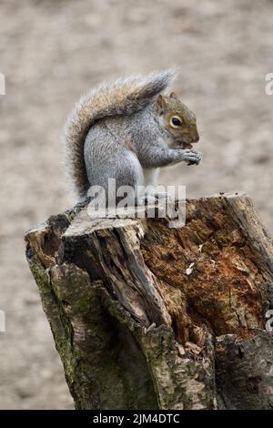 Eine vertikale Nahaufnahme des östlichen grauen Eichhörnchens, Sciurus carolinensis auf dem Stumpf. Geringer Fokus. Stockfoto