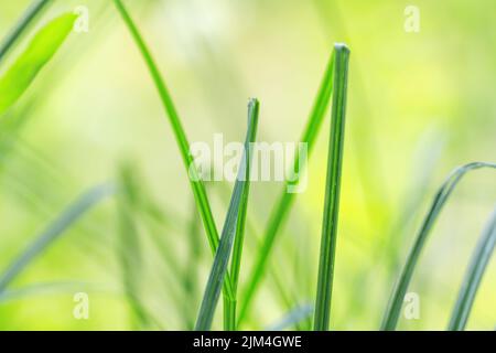 Nahaufnahme von frischem grünem Gras auf Bokeh Hintergrund. Makropflanzen Blätter Stockfoto