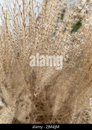 Eine vertikale Nahaufnahme von Miscanthus sinensis (chinesisches Silbergras), die auf dem Feld wächst Stockfoto