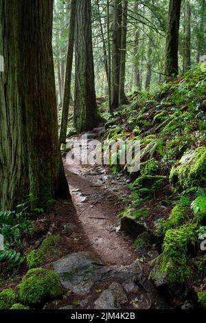 Eine vertikale Aufnahme von Bäumen und moosigen Felsen im John Dean Provincial Park, Kanada Stockfoto