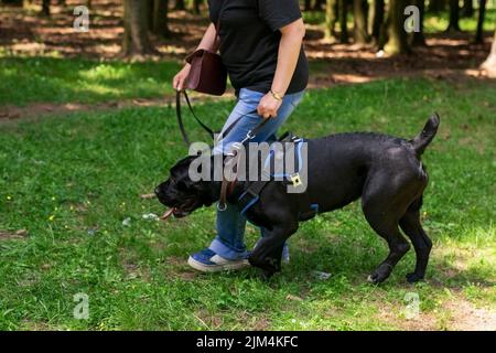 Cane Corso, auf einem Spaziergang mit dem Besitzer, im Wald. Hochwertige Fotos Stockfoto