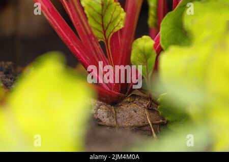 Rote Bete wächst im Boden im Garten. Nahaufnahme-Makro-Bokeh Stockfoto
